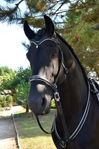 Bijali, bijou pour cheval, side pull, en argent et aventurine