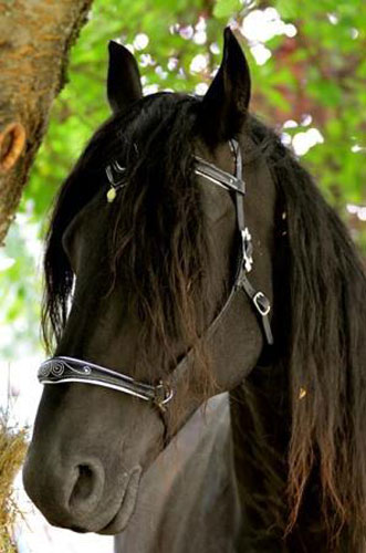 Bijali, bijou pour cheval, side pull, en argent et aventurine